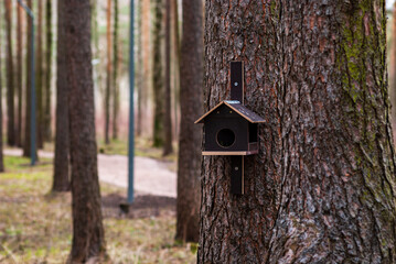 Bird feeder on a tree trunk in the park