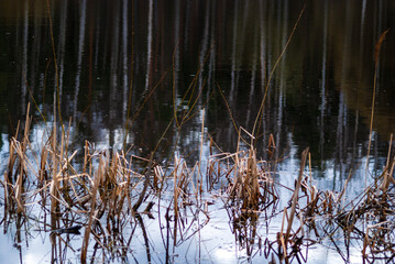 Dry grass and reflections of trees in the lake