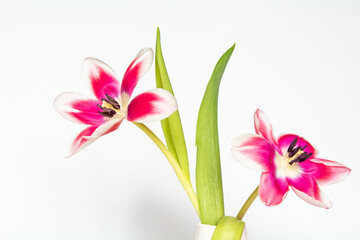 Tulpen in der Vase
