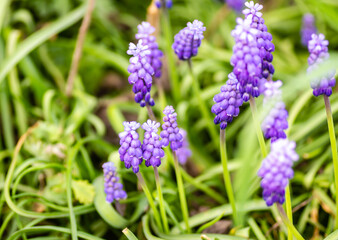 Muscari armeniacum or grape hyacinth. Muscari armeniacum grape hyacinth growing in a clump in a garden