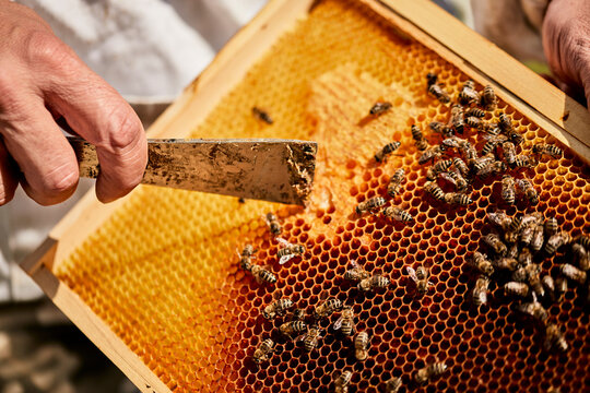 Hands of beekeeper removing beeswax from beehive frame