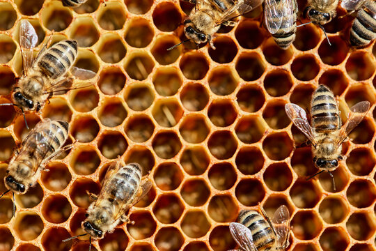 Close-up of honey bees on honeycomb