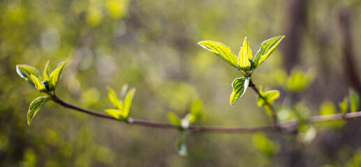 fresh green leaves on tree in early spring