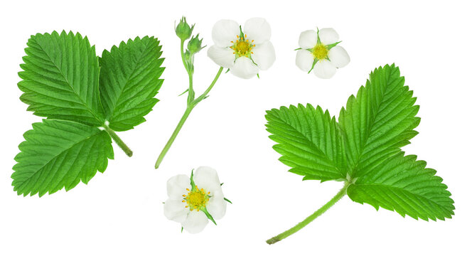 Flowers strawberry with green leaves isolated on white