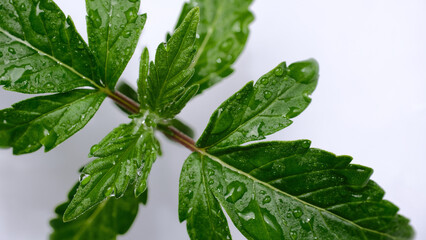 Cannabis seedling isolated on white background. Layout of watering green fresh marijuana leaves, top view. Hemp growing concept, macro view.