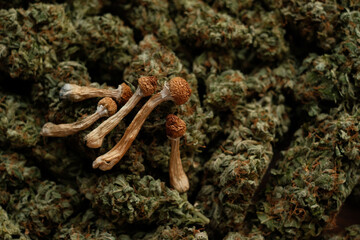 Dried Psilocybin mushrooms on the background of cannabis buds. Natural recreational drug