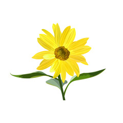 Sunflower flower with stem and three leaves, icon
