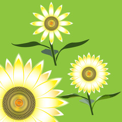 Variants of sunflower flowers with stem and leaves on a green background with 3D effect, icons