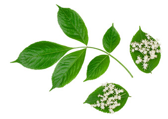 Elder flowers isolated on a white background