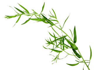 Tarragon isolated on a white background, clipping path, top view
