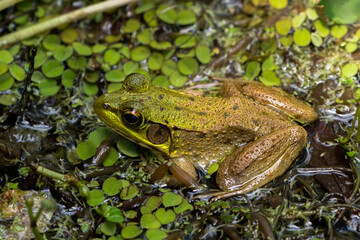 Green frog basking in duckweed