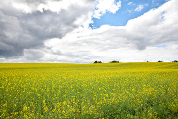 Obraz premium Yellow rapeseed field under blue sky and clouds. Beautiful field with yellow flowers.