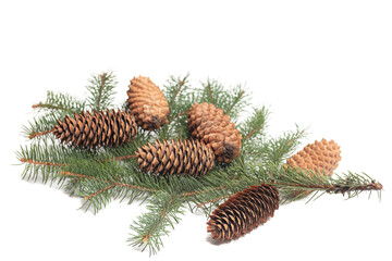 Fir tree branch with pinecones