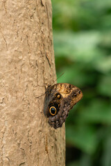 Butterfly sit on a tree trunk  in the forest