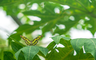 Butterfly sit on the leaves of a tree in the forest