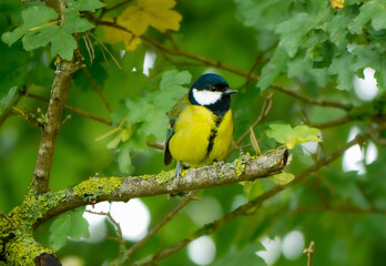 Die Kohlmeise (Parus major)