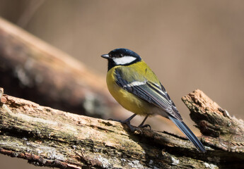 Die Kohlmeise (Parus major)