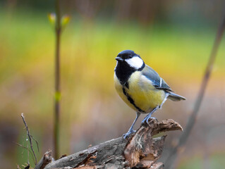 Die Kohlmeise (Parus major)