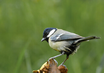 Obraz premium Die Kohlmeise (Parus major)