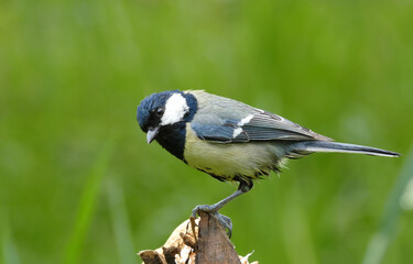 Die Kohlmeise (Parus major)