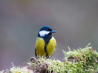 Obraz premium Die Kohlmeise (Parus major)
