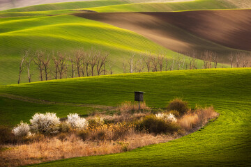 Obraz premium Spring in the Moravian Tuscany