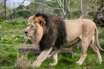 Obraz na płótnie Canvas male lion in the wild