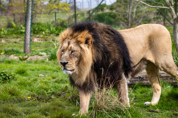 Naklejka na ściany i meble male lion in the zoo