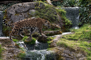 leopard crossing stream