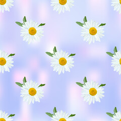 Daisy. Chamomile flowers with leaves on abstract blue background, raster floral texture.