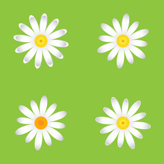 The chamomile flowers. Set single flower 
of white daisies made of simple geometric shapes on a green background, icon