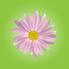 The chamomile flower. Flower purple daisies on a green background, single, icon