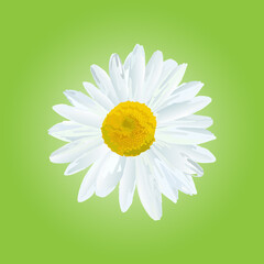 The chamomile flower. Single flower white daisies on a green background, icon