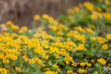 Ranunculus flower buttercup near the water. Spring positive rural landscape with flowers of a poisonous buttercup with the name - chicken blindness - and a small pond in the garden.