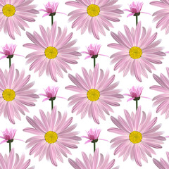 Chamomile flowers, blossoming inflorescence in profile. Floral seamless texture of Daisy flower purple color on a white background,geometric pattern