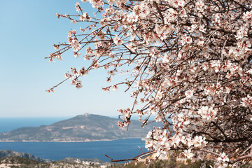 Beautiful blossomed apple or cherry tree,sakura branch on background of bright blue sea,sky.Copy space.Spring natural background.Beauty in nature concept