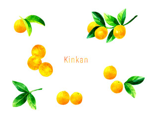 キンカン（金柑）の果実と葉っぱのセットイラスト　フルーツの手描き水彩イラスト素材集