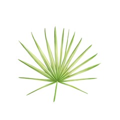 Spiky palm leaf watercolor isolated
