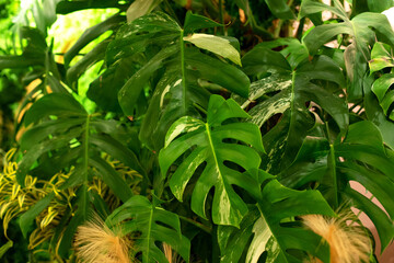 Green leaves of Monstera philodendron evergreen plant. Close up, tropical houseplant and forest concepts. Tropical garden in house. Green plants in pot at home. Houseplants care. House decoration.	