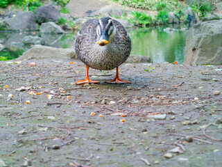 池のそばのカモ