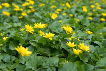 Close up of a buttercup on a bright spring day