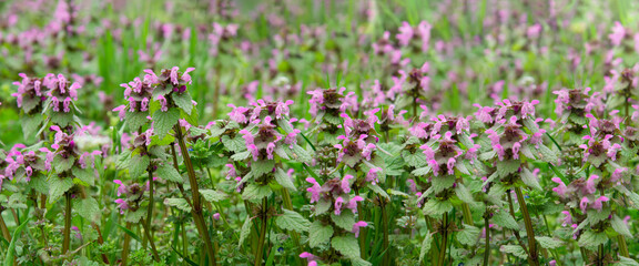 Medicinal herb prunella vulgaris with purple flowers in the garden in summer. Useful  plant for  in non-traditional herbal medicine, homeopathy and cosmetology
