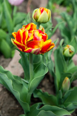 
Yellow-red tulip flower growing in the garden