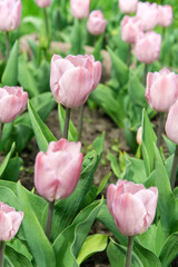 Purple tulips bloom under sunshine in the garden.