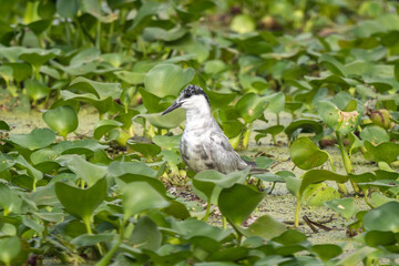 Close-up of a sitting juvenile whiskered tern