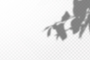 Realistic shadow tropical leaves and branches on transparent checkered background. The effect of overlaying shadows. Natural light layout.