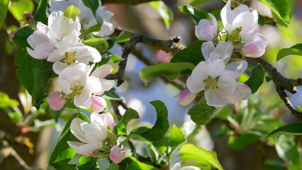 Blütenmeer eines Apfelbaumes