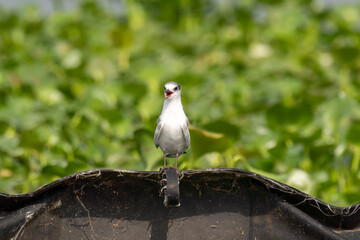 Close-up of a sitting juvenile whiskered tern