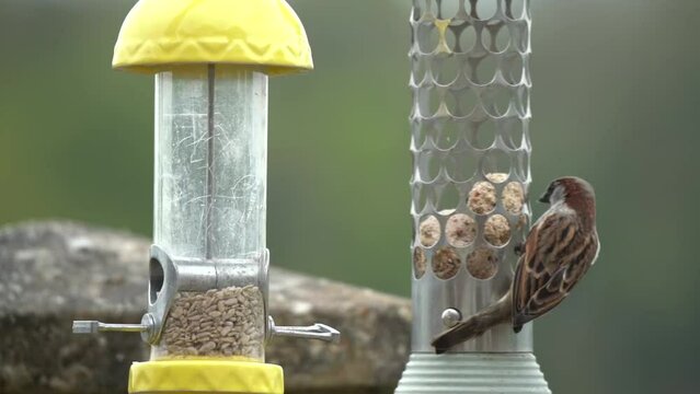 close up slow motion of a male sparrow (Passer domesticus) feeding on a fat ball bird feeding station 