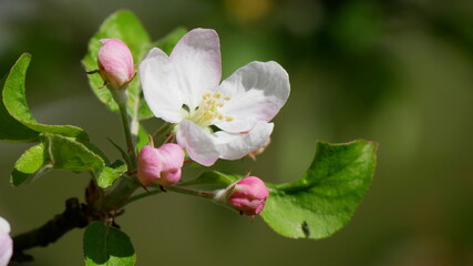 Fototapeta na wymiar Knospen und Büte eines Apfelbaumes im heimischen Garten